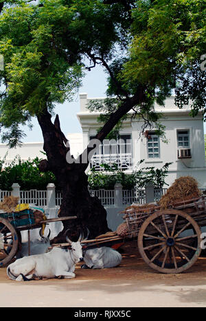 Taureaux assis sous l'ombre à l'extérieur de l'hôtel particulier art déco maintenant de caractère, les Bangala, dans Karaikudi, dans la région de Chettinad du Tamil Nadu. Nu Banque D'Images