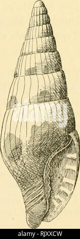 . L'atoll de Funafuti, Ellice groupe : son zoologie, botanique, ethnologie, et structure générale basée sur les collectes faites par Mme Charles Hedley, de l'Australian Museum, Sydney, N. S. W. Reeve, de conques. 229. Une espèce variable, abondante à Funafuti, comme aussi tout au long de la Polynésie, est ainsi nommé à titre provisoire. Ce nom, bien que d'usage courant, est probablement incorrect. Tryon déclare que l'avant nom de C. sagitta, Gaskoin, appartient ici, bien que Reeve's figure et la localité d'origine sont en contradiction avec le shell en question. Cette déclaration n'a été ni acceptée ni refusée par les écrivains de Londres Banque D'Images