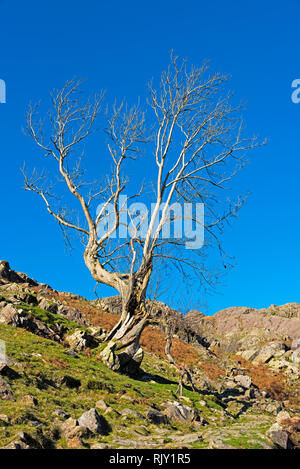 Arbre isolé sur une colline rocheuse dans le Lake District en Angleterre. Banque D'Images