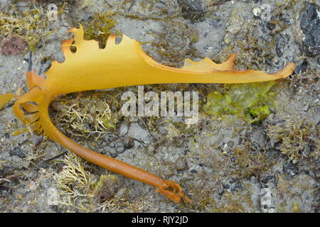 De frondes pétiolées varech brun retiré de son séchage holdfast sur rock face à marée basse. Banque D'Images