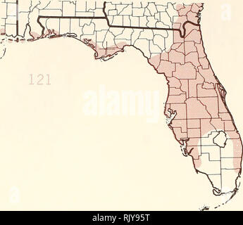 . Atlas du United States arbres : volume 5. La Floride. Les arbres. . Veuillez noter que ces images sont extraites de la page numérisée des images qui peuvent avoir été retouchées numériquement pour plus de lisibilité - coloration et l'aspect de ces illustrations ne peut pas parfaitement ressembler à l'œuvre originale.. Peu, Elbert L. (Elbert Luther), 1907-2004 ; United States. Service des forêts. Washington, D. C. : U.S. Dept. of Agriculture, Forest Service Banque D'Images