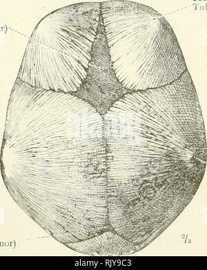 . Un atlas de l'anatomie humaine pour les étudiants et les médecins. L'anatomie. Anneau anneau tympanique tympanicus, interparietal plan Occipital ou partie de l'os occipital Planum occipitale transverse de suture de l'os occipital1 Sutura mendosa fontanelle postéro-Base mastoideus iculus petrous de la partie de l'os temporal Pyramis (base) partie latérale de l'os occipital (exoccipital)1 pars lateralis ossis occipital Fig. 229.-La crâne d'un nourrisson né à terme. Vu depuis le côté gauche. Corps-longueur, 2oh pouces. Dans la partie antérolatérale de fontanelle il fait toujours partie de la moi Banque D'Images