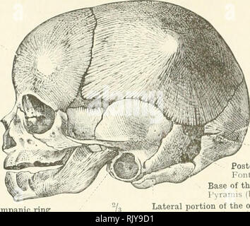 . Un atlas de l'anatomie humaine pour les étudiants et les médecins. L'anatomie. 104/ 111 : le crâne ET LE BONUS DU CRÂNE fontanelle antérolatérale Fonticulus est sphénoïdal. Anneau anneau tympanique tympanicus, interparietal plan Occipital ou partie de l'os occipital Planum occipitale transverse de suture de l'os occipital1 Sutura mendosa fontanelle postéro-Base mastoideus iculus petrous de la partie de l'os temporal Pyramis (base) partie latérale de l'os occipital (exoccipital)1 pars lateralis ossis occipital Fig. 229.-La crâne d'un nourrisson né à terme. Vu de la Le Banque D'Images