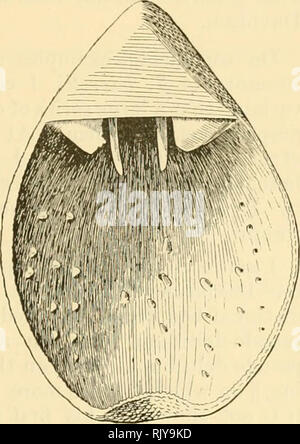 . L'atoll de Funafuti, Ellice groupe : son zoologie, botanique, ethnologie, et structure générale basée sur les collectes faites par Mme Charles Hedley, de l'Australian Museum, Sydney, N. S. W. . Fig. 57. Si ce septum médian être comparée à la langue, puis les dents de la mâchoire humaine répondrait de mesure de la lobes latéraux de la lamelle brachiale ?. Leur développement varie beaucoup ; ce qui me semble être un jeune stade est indiqué sur mon dessin. En d'autres, âgés de presumedly » d'exemples, les molaires canines" et "projet" comme défenses de côté et vers le bas, tandis que les incisives " " coale Banque D'Images