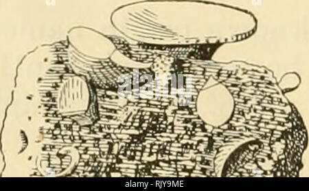 . L'atoll de Funafuti, Ellice groupe : son zoologie, botanique, ethnologie, et structure générale basée sur les collectes faites par Mme Charles Hedley, de l'Australian Museum, Sydney, N. S. W. 508 FUNAFUTI ATOLL. pour les oiseaux, et était donc irrecevable. Il a proposé de constituer des sous- Bactronophorus Tapparone Canefri, (1877). Comme, toutefois, les nom d'Nausitoria est disponible, qui doit entrer en utiliser quand Calobates est abandonnée. Le Teredinid* ont été malheureux dans leur monographers. Le compte dans le dernier volume de la Conchologia Iconia, par Sowerby, est une production négligés et plein d'erreur Banque D'Images