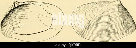 . L'atoll de Funafuti, Ellice groupe : son zoologie, botanique, ethnologie, et structure générale basée sur les collectes faites par Mme Charles Hedley, de l'Australian Museum, Sydney, N. S. W. LES MOLLUSQUES-HEDLEY. 499 soit en fait de mentionner la page de l'œuvre de son prédécesseur, affirme que l'habitat de l'espèce est inconnue. Une telle preuve d'inattention me soutient dans la conclusion que la baleine de plus décrit cette espèce comme obliquistriala*, T. de " Kingsmill Island", par laquelle le Kingsmill ou Groupe Gilbert sont sans doute destiné. C'est dans ce musée d'Aneiteum, Nouvelles Hébrides. Faire connaître Banque D'Images