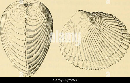 . L'atoll de Funafuti, Ellice groupe : son zoologie, botanique, ethnologie, et structure générale basée sur les collectes faites par Mme Charles Hedley, de l'Australian Museum, Sydney, N. S. W. 496 FUNAFUTI ATOLL. Les rayons sont bondés petite geuimules luniformes. Fortement impressionné Lunule, étroites, lancéolées. Grand ligament externe,.. Veuillez noter que ces images sont extraites de la page numérisée des images qui peuvent avoir été retouchées numériquement pour plus de lisibilité - coloration et l'aspect de ces illustrations ne peut pas parfaitement ressembler à l'œuvre originale.. Australian Museum ; Hedley, Charles. Sydney Banque D'Images