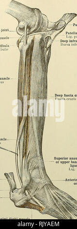 . Un atlas de l'anatomie humaine pour les étudiants et les médecins. L'anatomie. 366 LES MUSCLES DU MEMBRE inférieur du ligament latéral externe du genou. Iibulare   Lig. collaterale du tendon du muscle popliteus y^M Tendo m. poplitei §f Chef de la fibula ' ^ » Peroneua Capitulum péroné ; M. peronaeus longus longus fascia profond du fascia cruris jambe muscle M. peronaeus péroniers brevis brevis Achillies Tendo Tendo calcaneus (Achillies) ligament annulaire externe de la cheville. peronasorum^ Rétinaculum mm superius 'retinaculiim peronei inférieure de l' des tendons. peronaeorum ^Rétinaculum mm inférer Banque D'Images