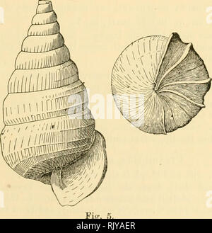 . L'atoll de Funafuti, Ellice groupe : son zoologie, botanique, ethnologie, et structure générale basée sur les collectes faites par Mme Charles Hedley, de l'Australian Museum, Sydney, N. S. W. Fig. 4. sp. nov. Variciperus stylifer, (Fig. 5). Ovées, Shell conique fine, translucide et brillant. Mais apparemment cassée Apex aciculaire. Les verticilles restant neuf, dont les derniers sont nettement. tumid et étroite, donnant la coquille d'un comprimé ou aspect télescopé. Les verticilles supérieurs sont lisses et polies, la basse un peu à peu, la sculpture longitudinale oblique qui devient le plus gros comme un produit shell Banque D'Images