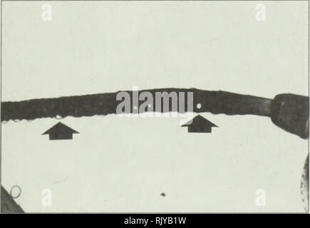 . Atlas des pucerons piégés dans les cultures agricoles. Pucerons Pucerons ravageurs agricoles ; ; ; Ennemis des cultures. Rhopalosiphum padi (Linnaeus) bird cherry-puceron avoine â ¢ 1 aV H  = 1 mm  ^^ â ""* N """v^ J c r '. Veuillez noter que ces images sont extraites de la page numérisée des images qui peuvent avoir été retouchées numériquement pour plus de lisibilité - coloration et l'aspect de ces illustrations ne peut pas parfaitement ressembler à l'œuvre originale.. Gualtieri, Lola L. [Ottawa]  : Agriculture et Agroalimentaire Canada Banque D'Images
