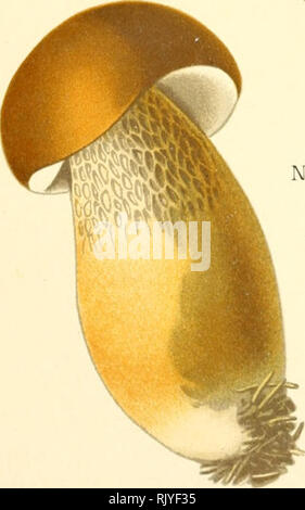 . Atlas des champignons comestibles et vnneux. Champignons -- France ; Champignons -- France. . Veuillez noter que ces images sont extraites de la page numérisée des images qui peuvent avoir été retouchées numériquement pour plus de lisibilité - coloration et l'aspect de ces illustrations ne peut pas parfaitement ressembler à l'œuvre originale.. Dufour, L. (Lon), 1861-1942. Paris, P. Klincksieck Banque D'Images