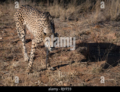 Cheetah marche lentement à travers du désert en Namibie Banque D'Images