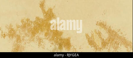 . Atlas der Agnesn. Les plantes de montagne. . Veuillez noter que ces images sont extraites de la page numérisée des images qui peuvent avoir été retouchées numériquement pour plus de lisibilité - coloration et l'aspect de ces illustrations ne peut pas parfaitement ressembler à l'œuvre originale.. Hartinger, Anton, b. 1806 ; Dalla Torre, K. W. von (Karl Wilhelm), 1850-1928 ; Deutscher Alpenverein (fondée en 1874). Wien : Eigenthum und Verlag des Deutschen und Oesterr. Alpenvereins Banque D'Images