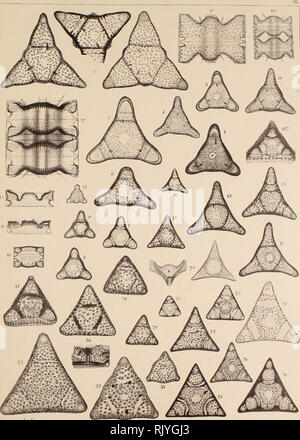 . Atlas der Diatomaceen-Kunde. Si Iin.i.ii s Uiatoni. Atl.est.. , , W/.  ;/. Veuillez noter que ces images sont extraites de la page numérisée des images qui peuvent avoir été retouchées numériquement pour plus de lisibilité - coloration et l'aspect de ces illustrations ne peut pas parfaitement ressembler à l'œuvre originale.. Schmidt, Adolf, 1812-1899. Leipzig : O. R. Reisland Banque D'Images