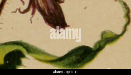 . Atlas der Agnesn. Les plantes de montagne. 28Z.. Veuillez noter que ces images sont extraites de la page numérisée des images qui peuvent avoir été retouchées numériquement pour plus de lisibilité - coloration et l'aspect de ces illustrations ne peut pas parfaitement ressembler à l'œuvre originale.. Hartinger, Anton, b. 1806 ; Dalla Torre, K. W. von (Karl Wilhelm), 1850-1928 ; Deutscher Alpenverein (fondée en 1874). Wien : Eigenthum und Verlag des Deutschen und Oesterr. Alpenvereins Banque D'Images