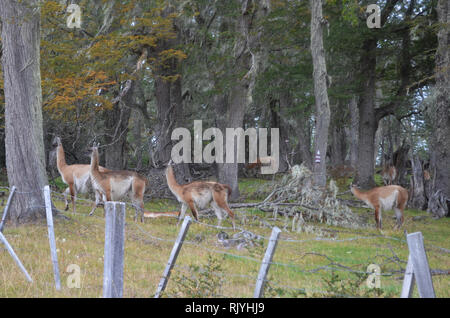 Guanacos dans une forêt de hêtre dans le sud du parc naturel Karukinka, Terre de Feu, Chili Banque D'Images