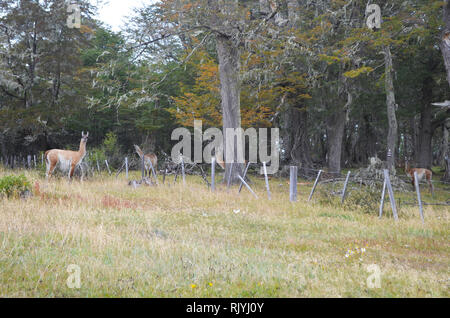 Guanacos dans une forêt de hêtre dans le sud du parc naturel Karukinka, Terre de Feu, Chili Banque D'Images