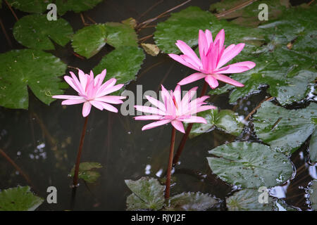 Nénuphar rose sur l'eau entre les feuilles Banque D'Images