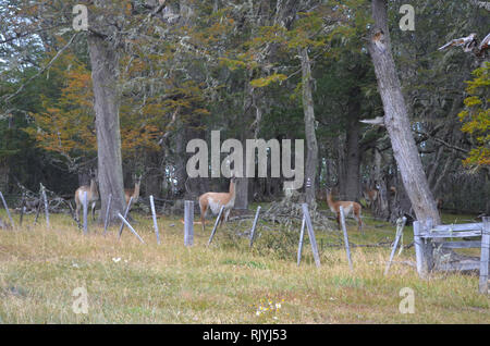 Guanacos dans une forêt de hêtre dans le sud du parc naturel Karukinka, Terre de Feu, Chili Banque D'Images