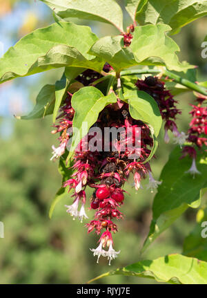 Bush honeysuckle Himalaya Banque D'Images