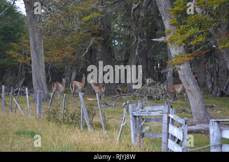 Guanacos dans une forêt de hêtre dans le sud du parc naturel Karukinka, Terre de Feu, Chili Banque D'Images