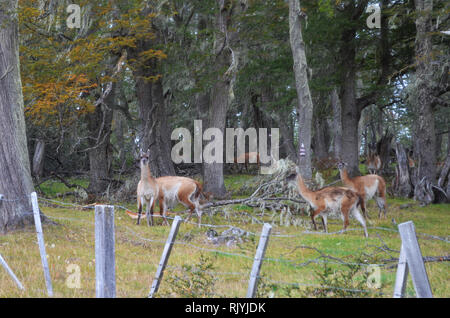 Guanacos dans une forêt de hêtre dans le sud du parc naturel Karukinka, Terre de Feu, Chili Banque D'Images