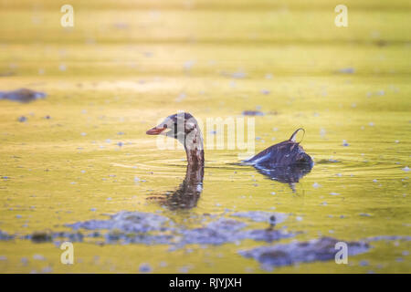 Close-up d'un jeune grèbe castagneux (Tachybaptus ruficollis) plongée sous-marine, chasse et de la natation dans un lac. Banque D'Images