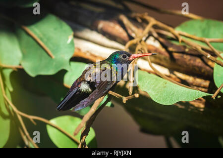 Le saphir à menton blanc Hylocharis cyanus, hummingbird perché sur une branche. Le mâle a une tête de bleu de Prusse et est verte avec un bec rouge Banque D'Images