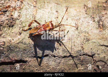 La punaise Leptoglossus occidentalis, insectes, ou BSOC, rampant sur bois en plein soleil Banque D'Images