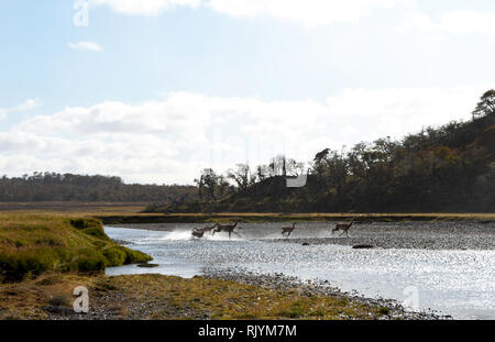 Troupeau de guanacos traversant une rivière en Karukinka parc naturel, la Terre de Feu, Chili Banque D'Images