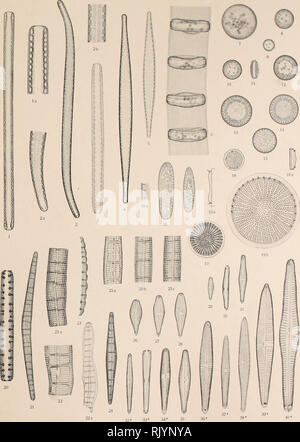 . Atlas der Diatomaceen-Kunde. Je lui. . Si hmidt' je ii.il. gez. von *Mart Schmidt u. FrieJr. Frickc. Veuillez noter que ces images sont extraites de la page numérisée des images qui peuvent avoir été retouchées numériquement pour plus de lisibilité - coloration et l'aspect de ces illustrations ne peut pas parfaitement ressembler à l'œuvre originale.. Schmidt, Adolf, 1812-1899. Leipzig : O. R. Reisland Banque D'Images