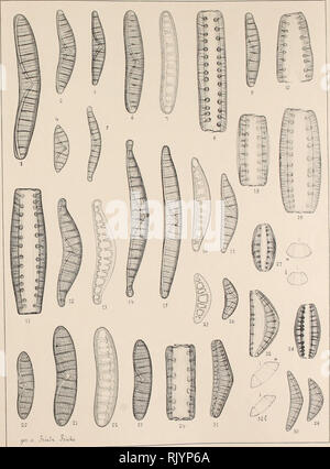 . Atlas der Diatomaceen-Kunde. Je &gt;r . Si lunldl iatoin Vtlas - je ". acz. v /lU.S . JxmM.1. Veuillez noter que ces images sont extraites de la page numérisée des images qui peuvent avoir été retouchées numériquement pour plus de lisibilité - coloration et l'aspect de ces illustrations ne peut pas parfaitement ressembler à l'œuvre originale.. Schmidt, Adolf, 1812-1899. Leipzig : O. R. Reisland Banque D'Images
