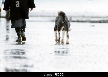 Des profils avec un chien à pied sur la plage de sable au bord de mer Banque D'Images