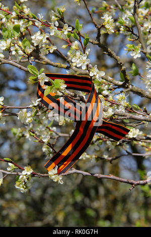 Ruban George / ruban George sur branches fleuries Banque D'Images