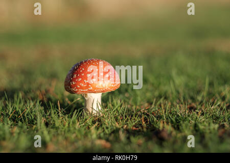 L'Amanita muscaria toadstool, communément connu sous le nom de fly fly agaric ou amanita, et aussi comme le muscimol, champignons dans les champs lors d'une journée ensoleillée. Banque D'Images