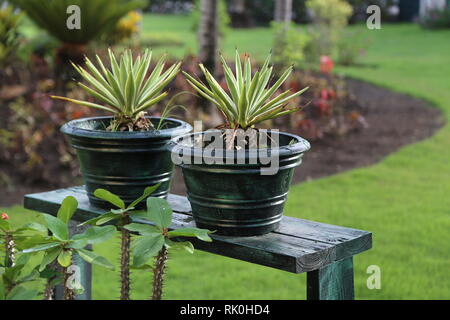Aloe en pots Banque D'Images