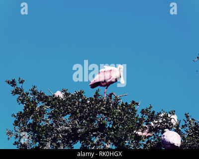 Spoonbill bird on tree Banque D'Images