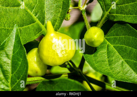Piment vert biquinho (Capsicum chinense). Banque D'Images