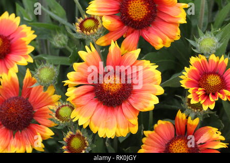 Fleurs / Gazania - un beau jardin de fleurs. Banque D'Images