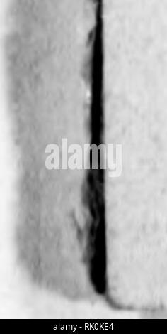 . Arthur et Fritz Kahn Collection 1889-1932. Fritz Kahn, 1888-1968 ; Kahn, Arthur David 1850-1928 ; natural history illustrateurs ; l'histoire naturelle. MENORAH 342 8. Noch einen anderen Mose führte Namur, nämlich Menascheh (vgl. Richter 18, 30), Er ist der Minenarbeiter "Oberster** "Haupt- und mann des Tempels von und auf Jahu Mana Sinaï'*, und ist als genre von der Königstochter Hjatschepschu aus dem Nil eigenschaften worden. (Vgl. Exod. II, 10.) Diese Ergebnisse sind aber noch vorläufig mit Vorsicht zu halten, solange das von altsinaitische aufgestellte Grimme Al- phabet endgültig nicht einwan Banque D'Images