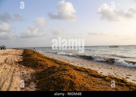 Matin sur la plage de Bavaro (République dominicaine) / jeté sur le sable les algues Banque D'Images