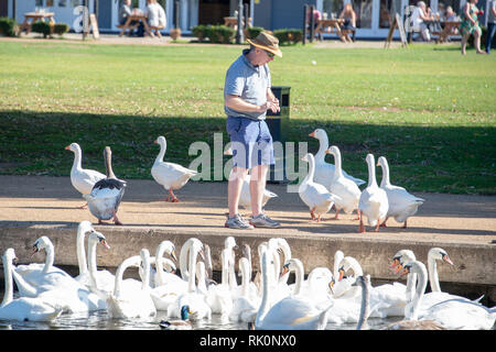 Stratford upon Avon, Warwickshire, Angleterre Royaume-uni 27 septembre 2019 l'homme se nourrit de nombreux cygnes et d'oies Banque D'Images