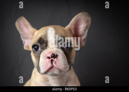 Portrait de petit bouledogue français à la caméra et sur fond noir Banque D'Images