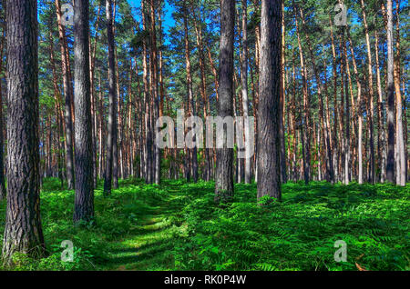 Beau paysage ensoleillé d'été dans une forêt de pins avec de grands troncs minces de conifères, l'air pur et frais des fougères vert sur le terrain. Majestic n Banque D'Images