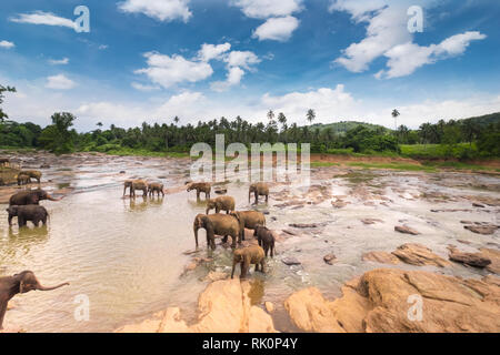 Gros éléphants d'Asie se détendre et se baigner dans la rivière sous Ciel de coucher du soleil. Animaux étonnants dans la nature sauvage du Sri Lanka Banque D'Images