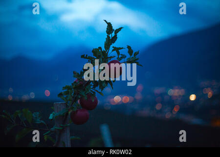 Un champ d'apple i Tyrol du sud à la soirée avec un bouquet Banque D'Images