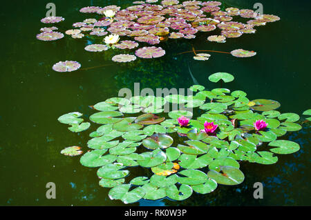 Beaucoup de nénuphars blancs et roses et feuilles flottant sur l'eau verte d'un étang entre la réflexion des arbres et ciel bleu sur une journée d'été dans le parc Banque D'Images