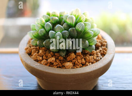 Haworthia Cooperi Var. Obtusa, le plantes succulentes avec de belles feuilles translucides bout rond par la fenêtre Banque D'Images