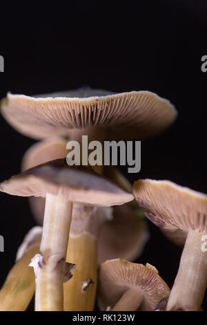 Psilocybe cubensis - champignons magiques frais dans le sol avec un fond noir - Psilocybe cubensis est une espèce de champignon psychédélique Banque D'Images