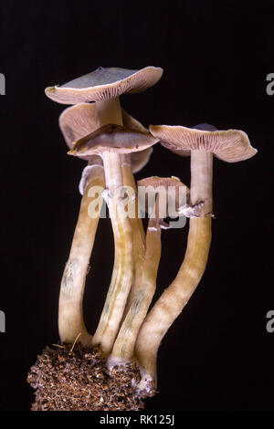Psilocybe cubensis - champignons magiques frais dans le sol avec un fond noir - Psilocybe cubensis est une espèce de champignon psychédélique Banque D'Images